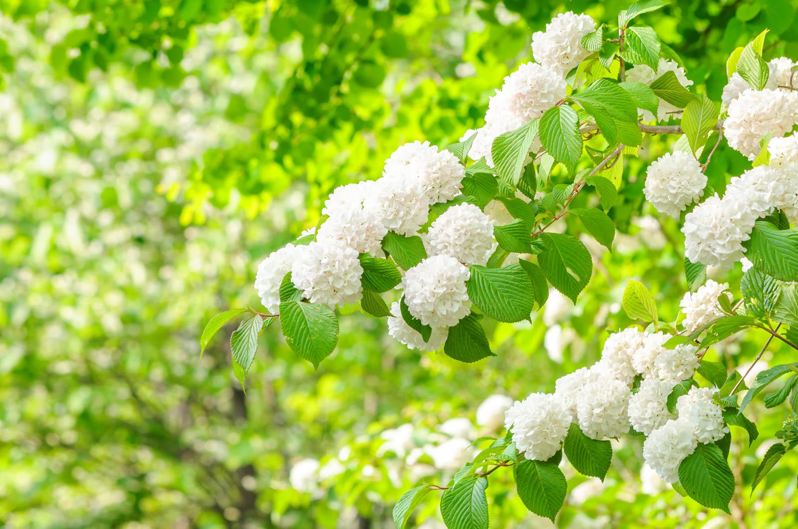 「新緑と白いオオデマリの装飾花」の写真