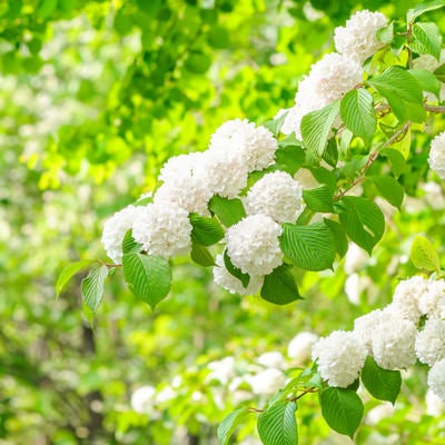 新緑と白いオオデマリの装飾花の写真