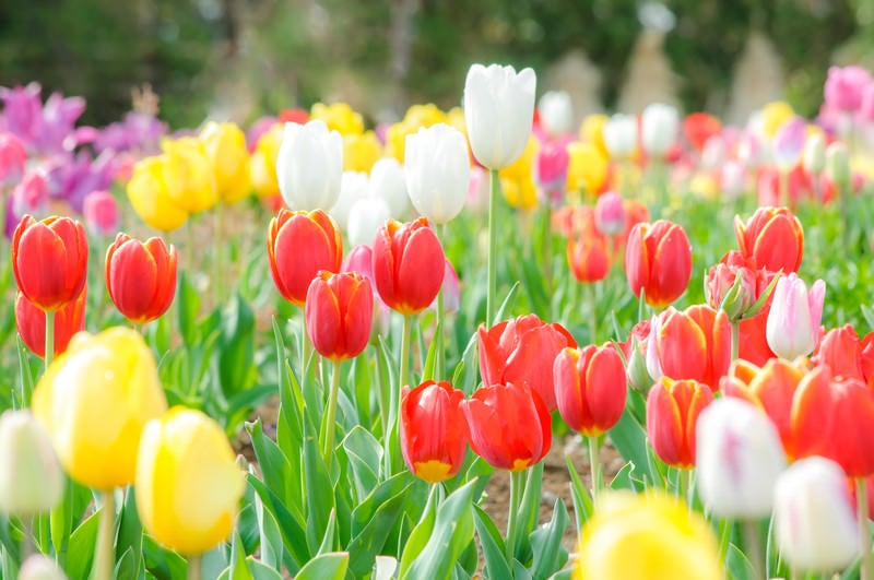 春の季節！ 彩り豊かな花の人気の写真素材まとめ - ぱくたそ