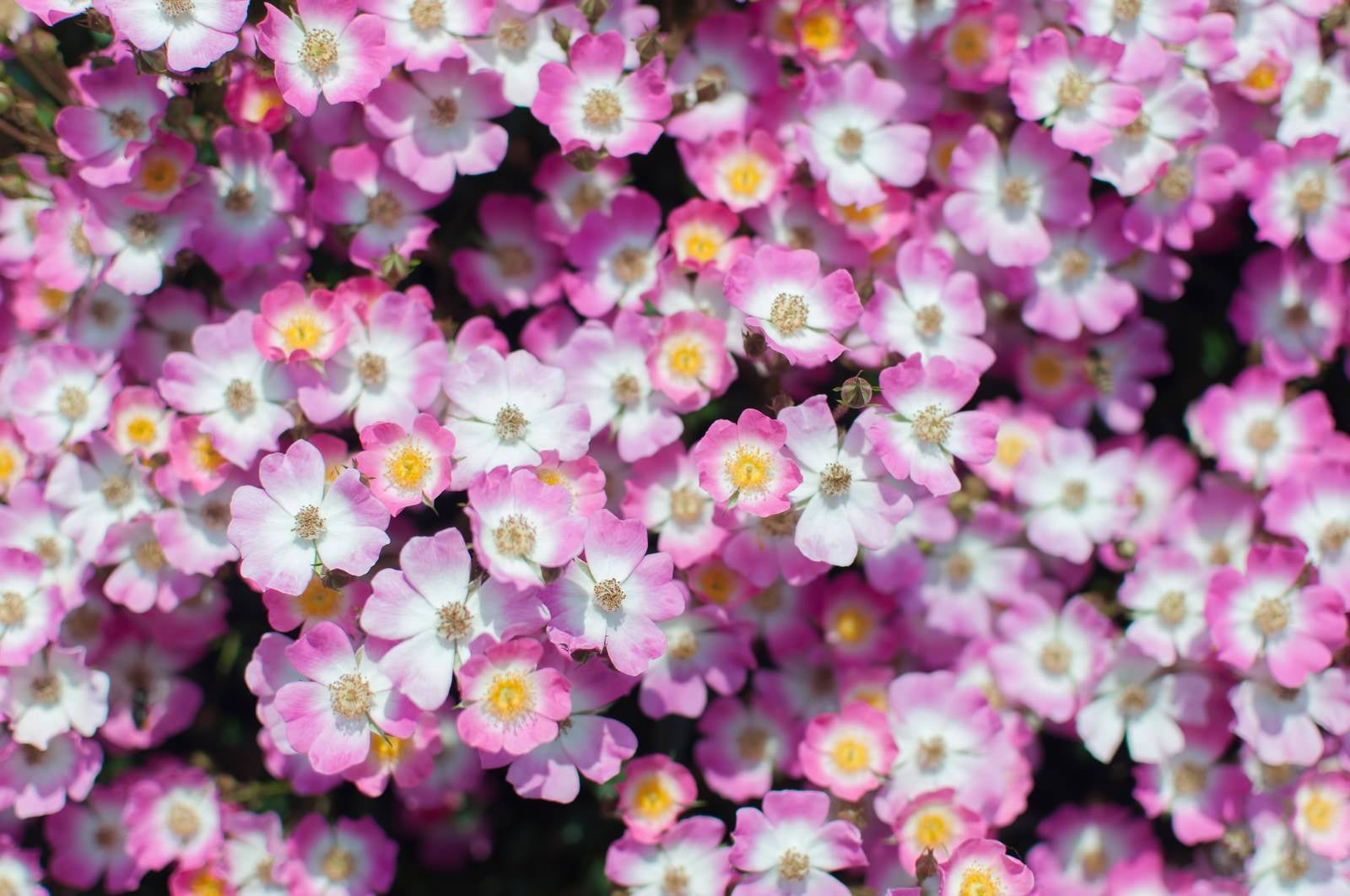 「小さいお花の群れ」の写真