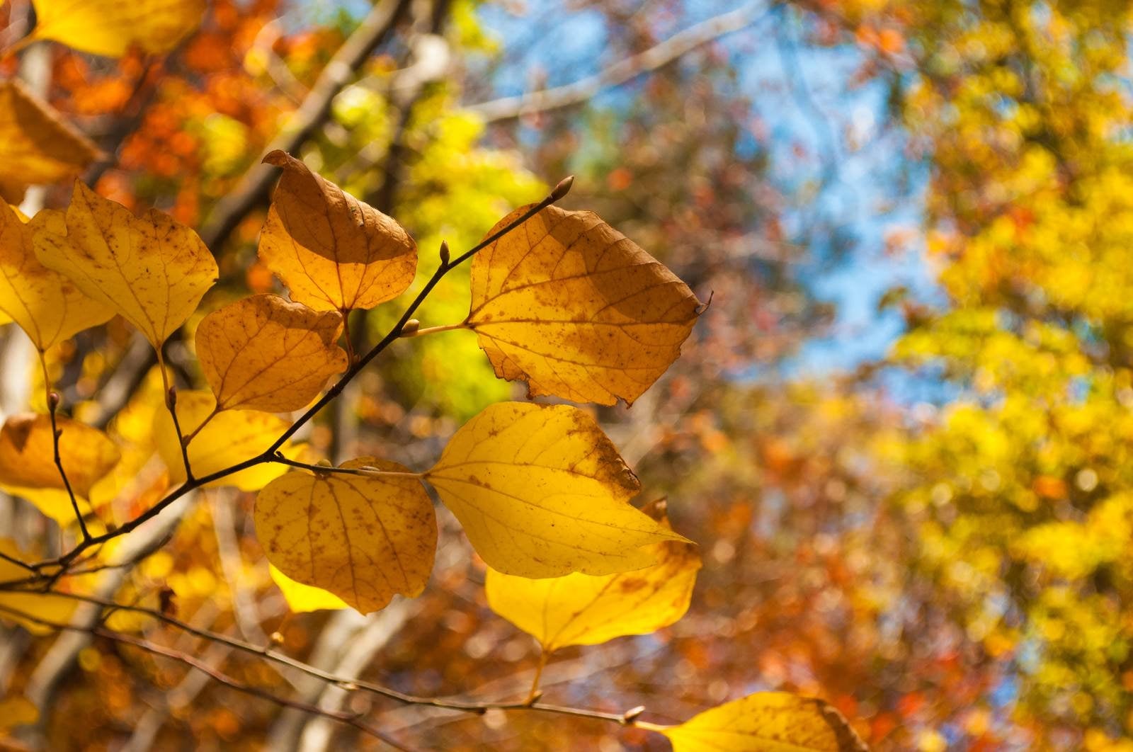 「色づいた葉」の写真