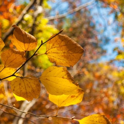 色づいた葉の写真