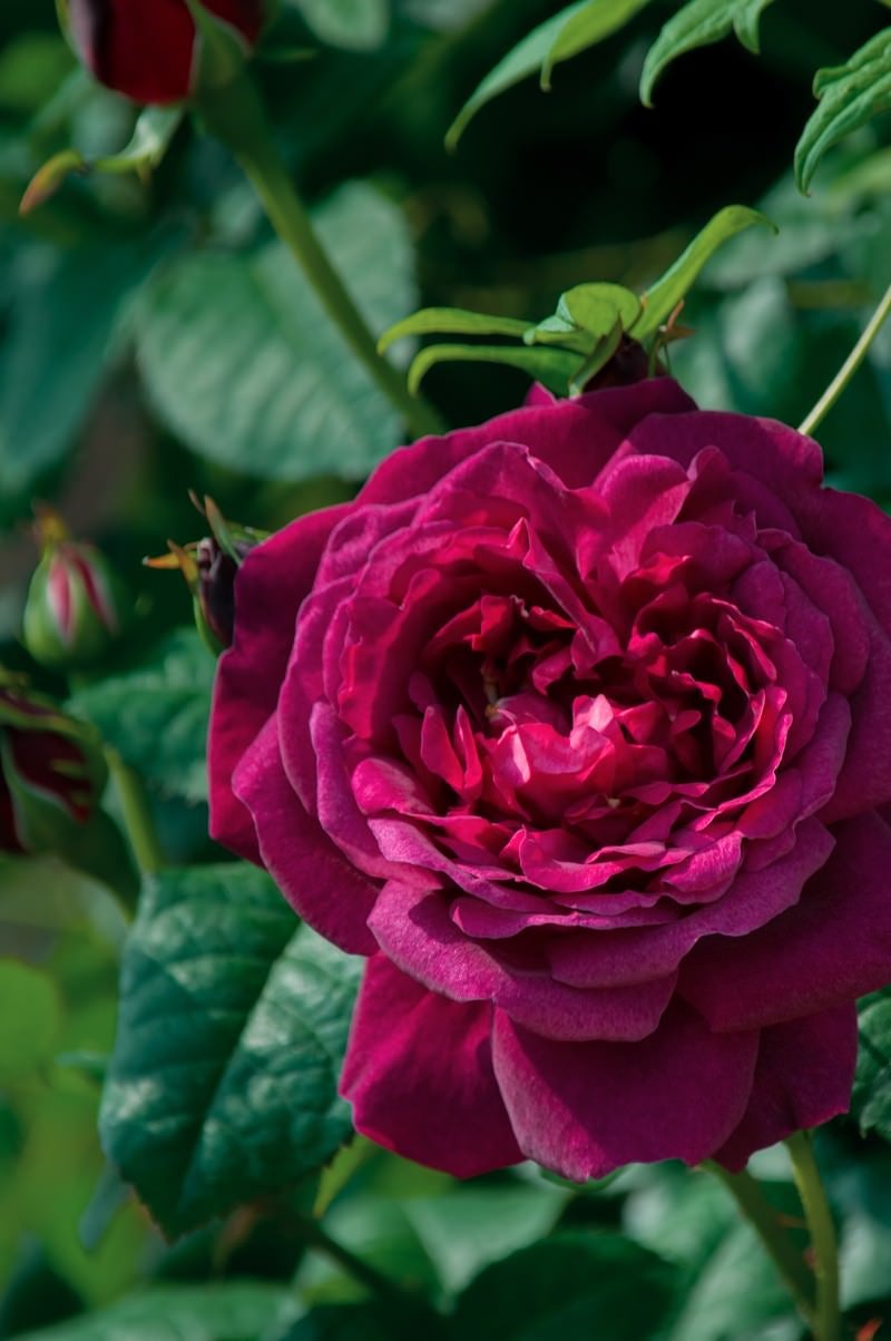 「ワインレッドのバラ」の写真
