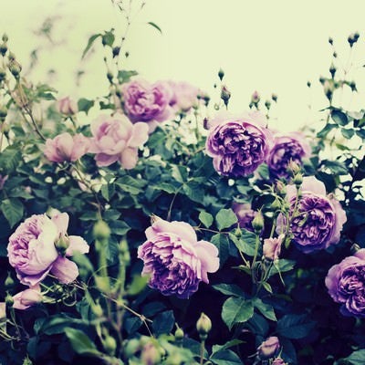 緑の葉とつぼみに囲まれた紫とピンクのバラが複数咲く花壇の写真