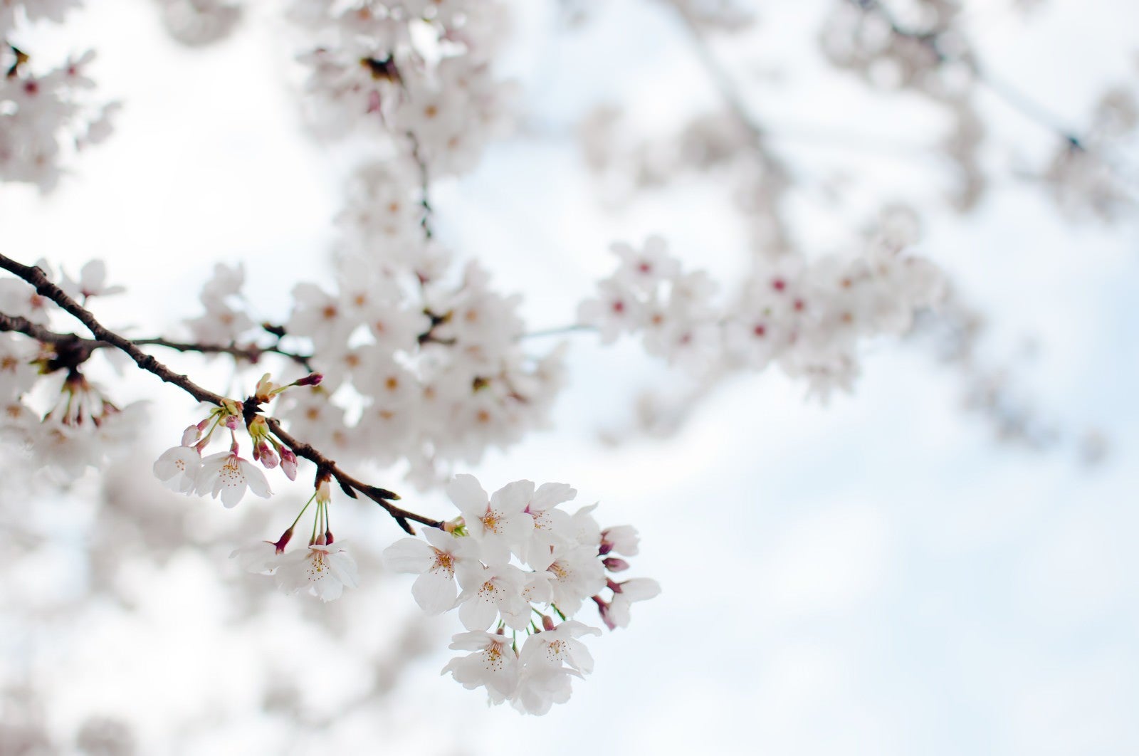 「たおやかにゆれる桜」の写真
