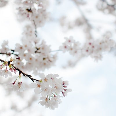 たおやかにゆれる桜の写真