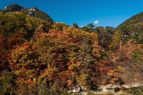 秋の山の写真