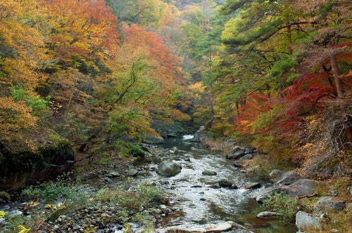 黄葉と渓流の写真
