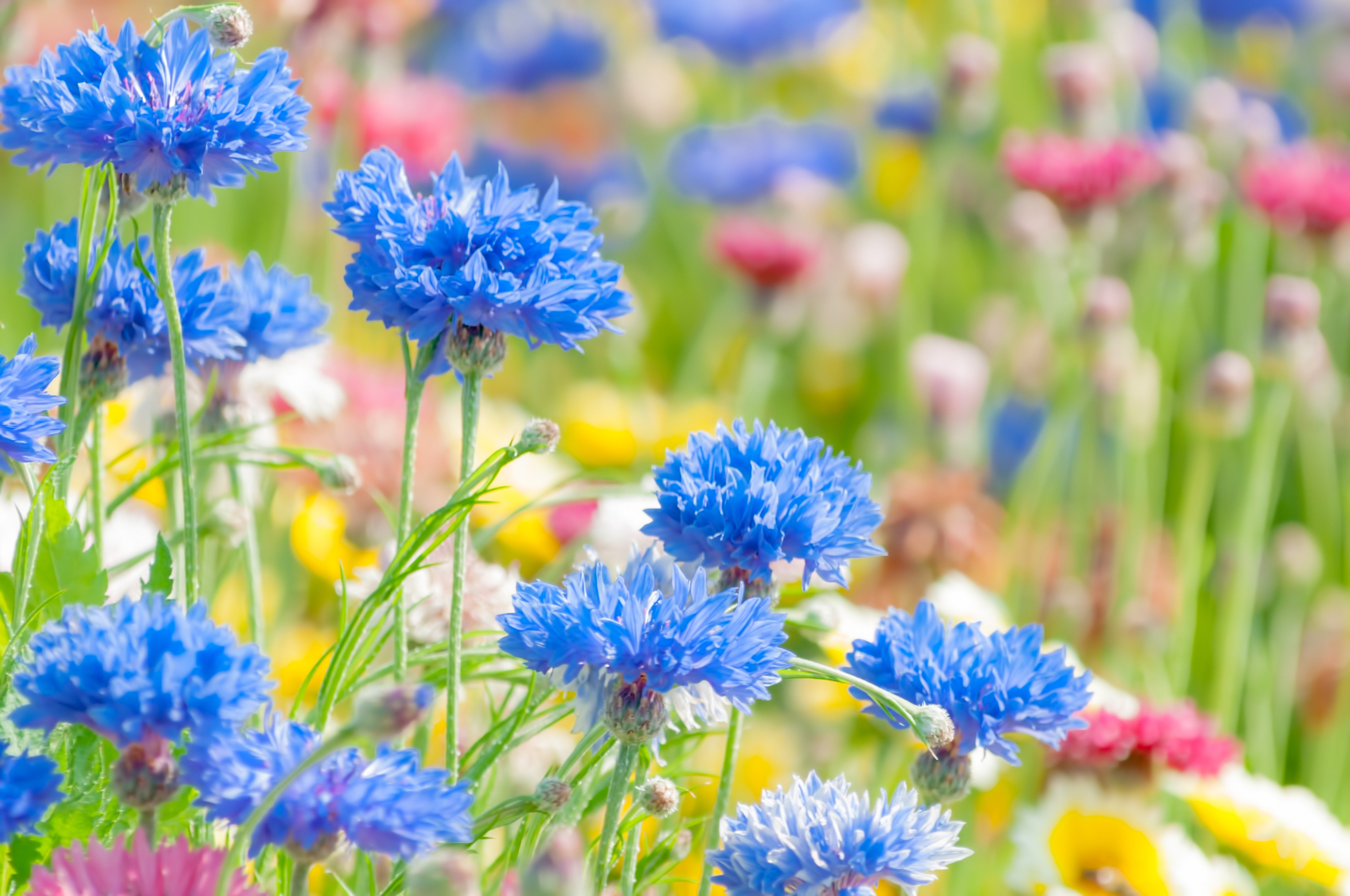 花畑の無料写真素材 - ID.3009｜ぱくたそ