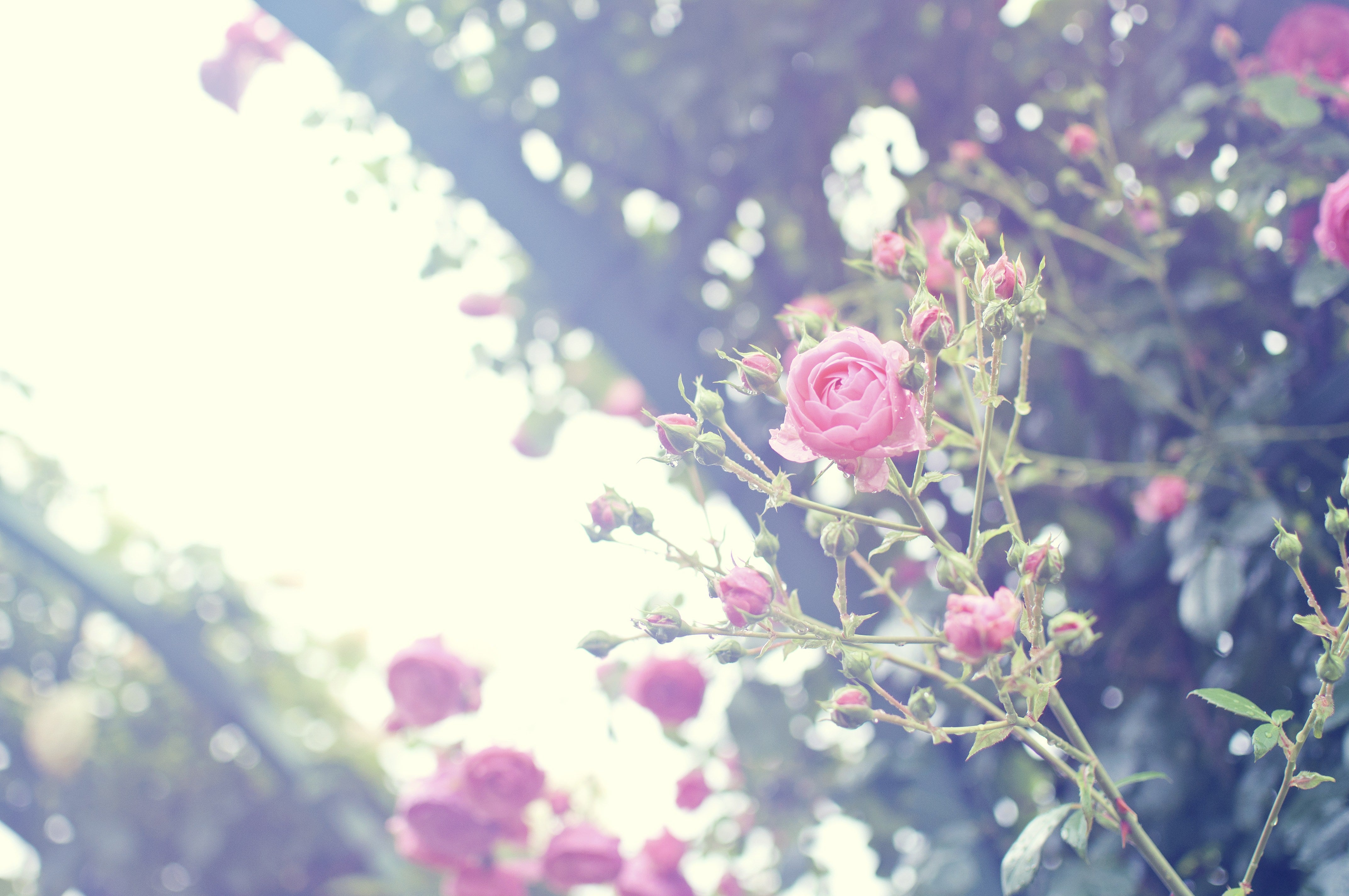 雨上がりの静かな朝（バラ）の無料の写真素材 - ID.11748｜フリー素材