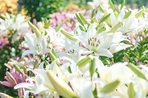 花開く百合の写真
