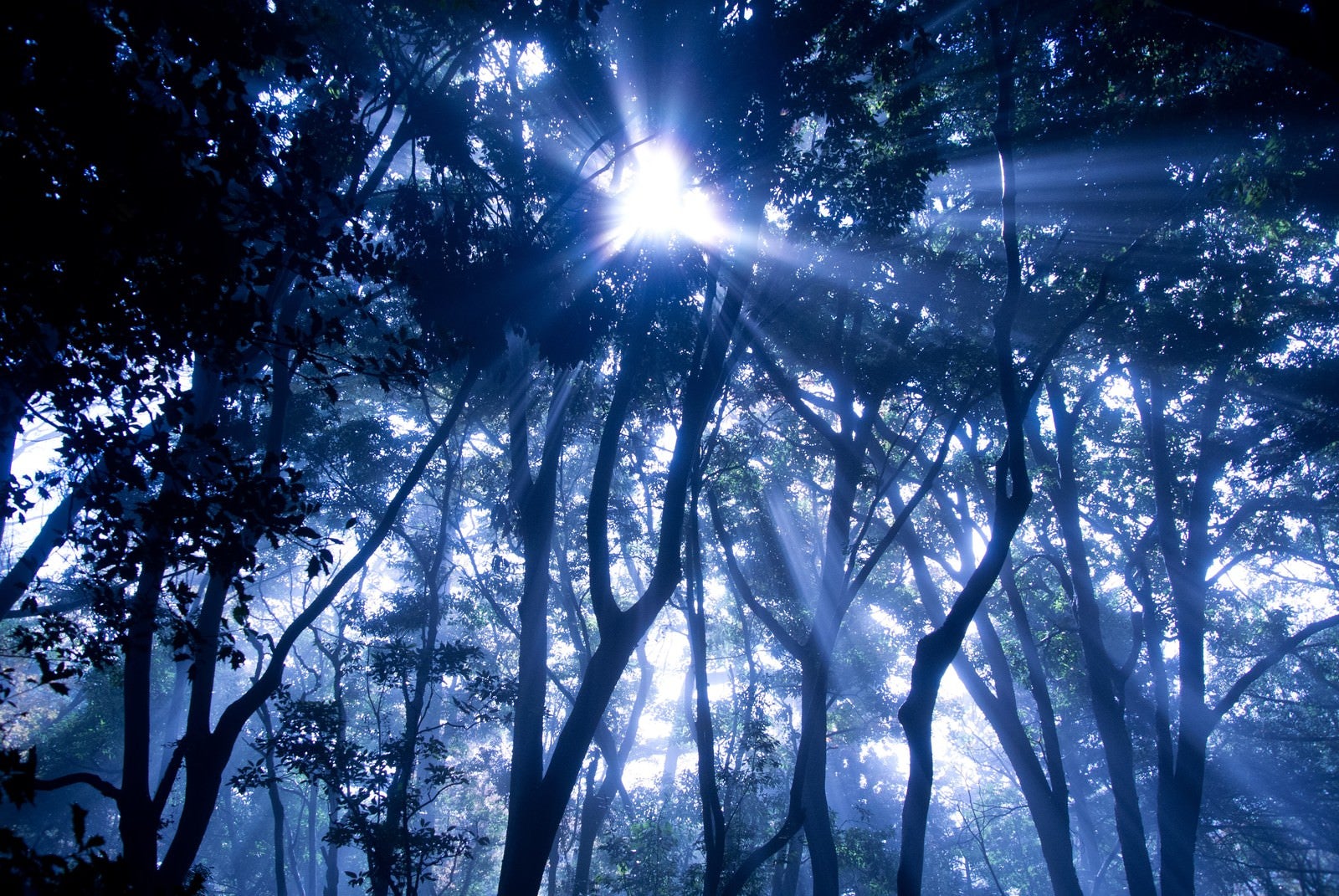 「光の森」の写真