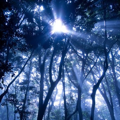 光の森の写真