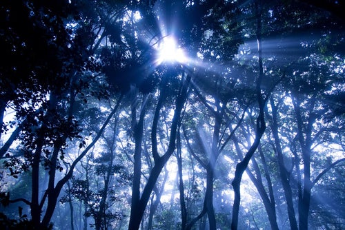 光の森の写真