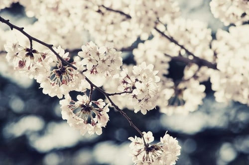 風に踊る桜の写真