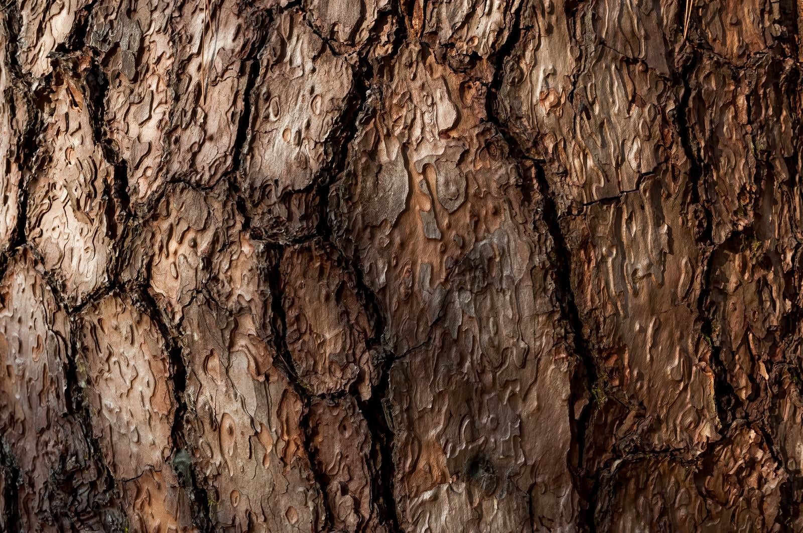 「木の幹のテクスチャー」の写真