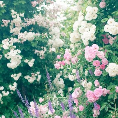 オベリスクに絡まる蔓と薔薇の庭園に咲く花々の写真