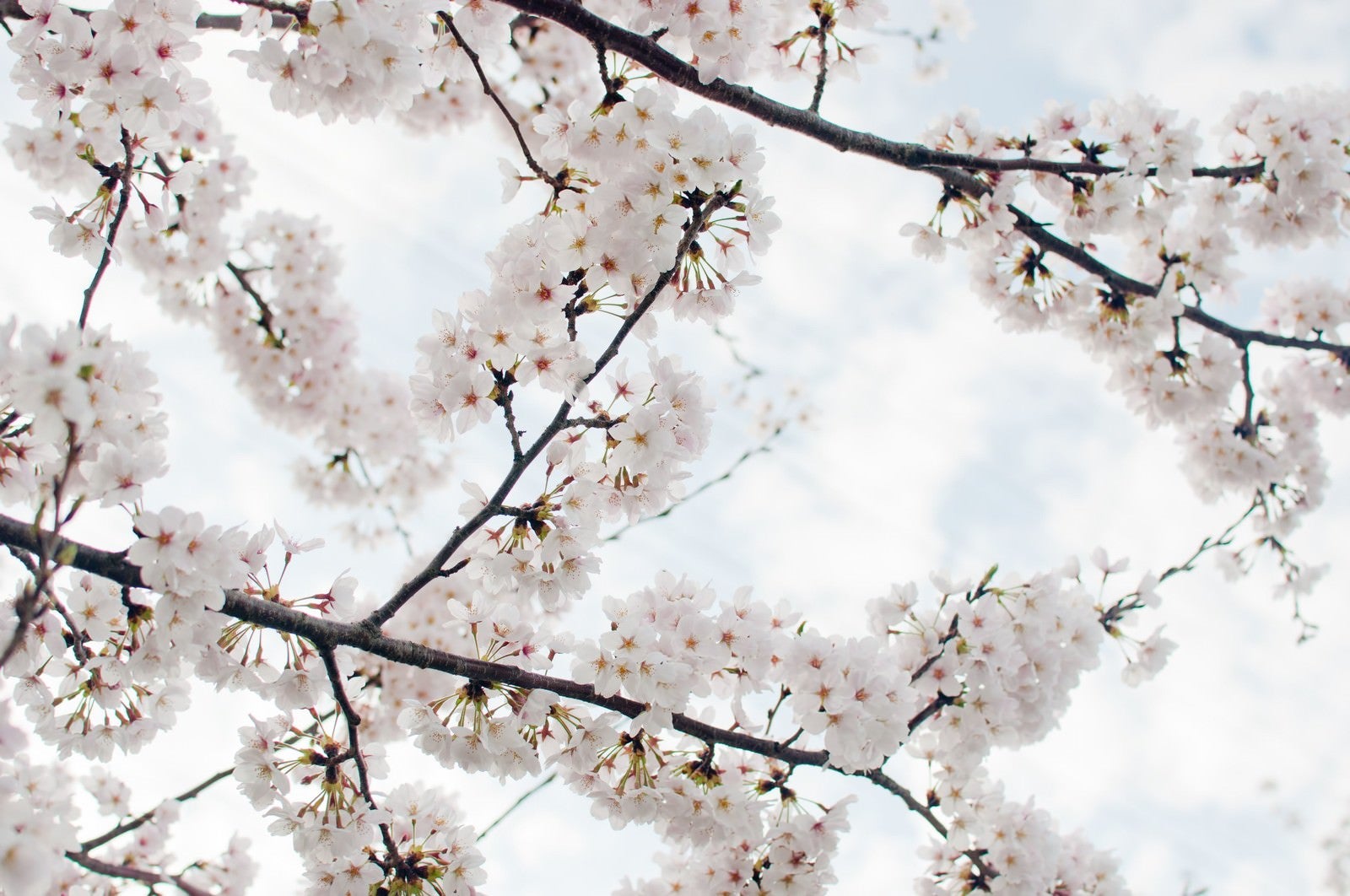 「空に咲く染井吉野」の写真