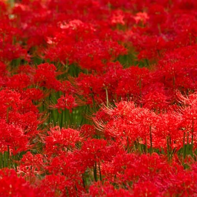 赤い彼岸花のテクスチャーの写真
