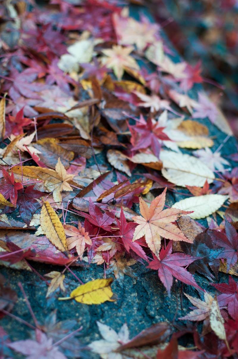 「雨に濡れた木の葉」の写真
