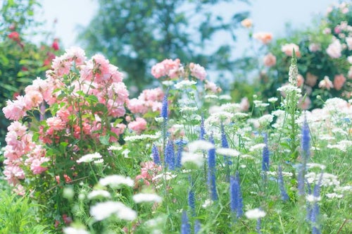 バラの咲く庭の写真