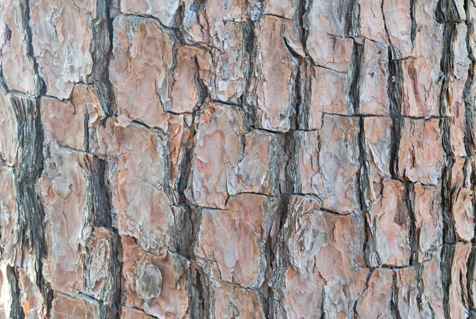 「樹皮（テクスチャ）」の写真