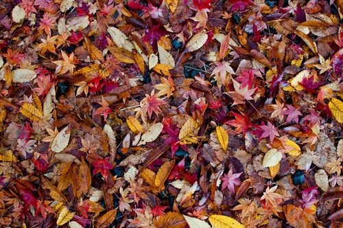 落葉した葉のテクスチャーの写真