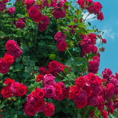 赤いバラのオベリスクの写真