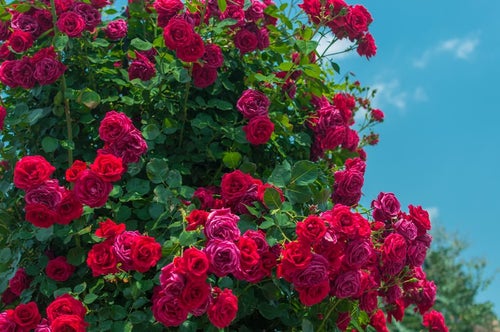 赤いバラのオベリスクの写真