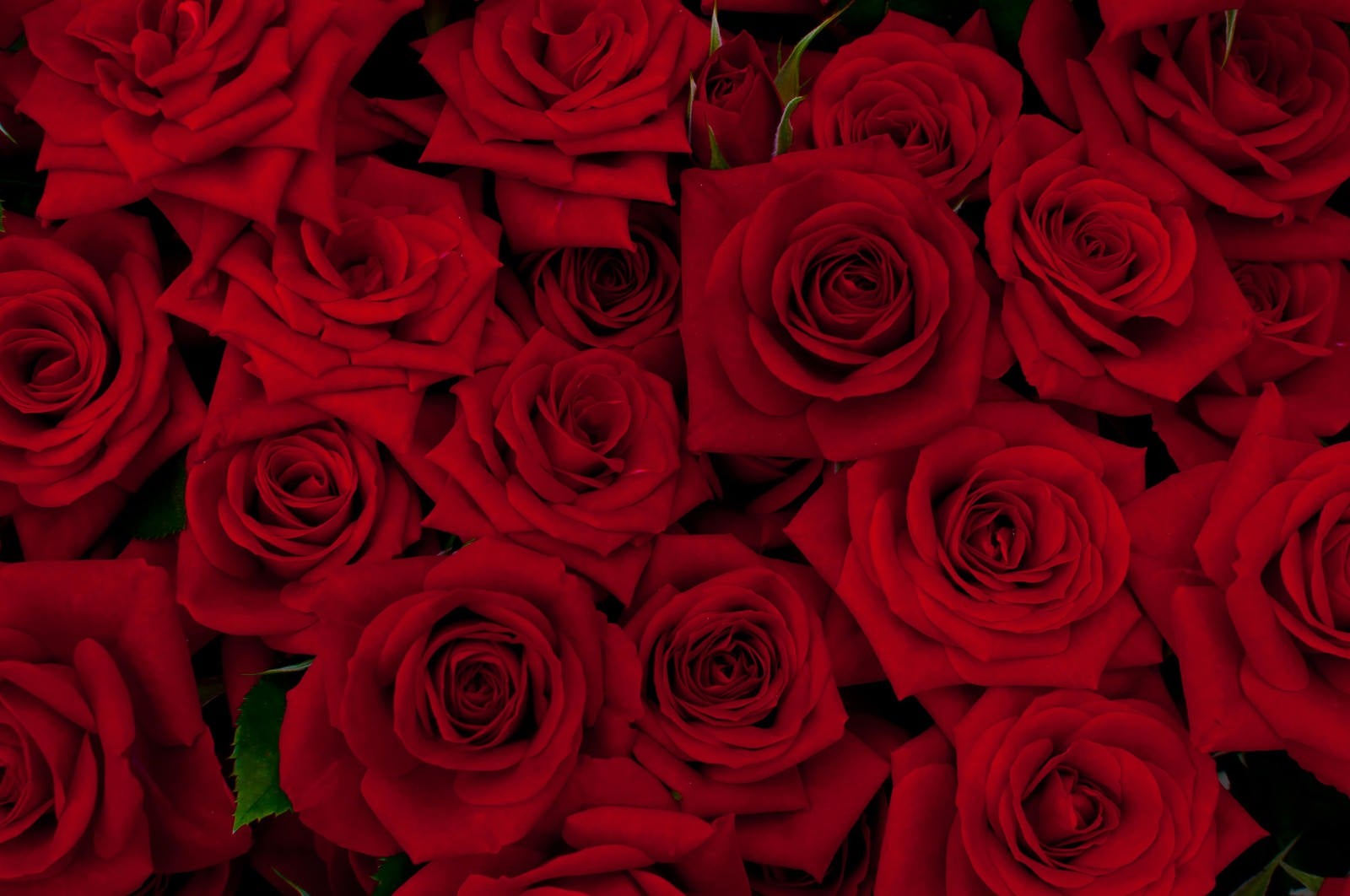 「赤い剣弁咲のバラ」の写真