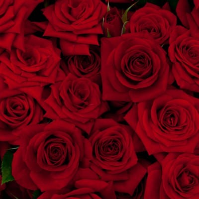 赤い剣弁咲のバラの写真