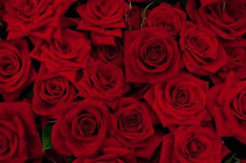 赤い剣弁咲のバラの写真