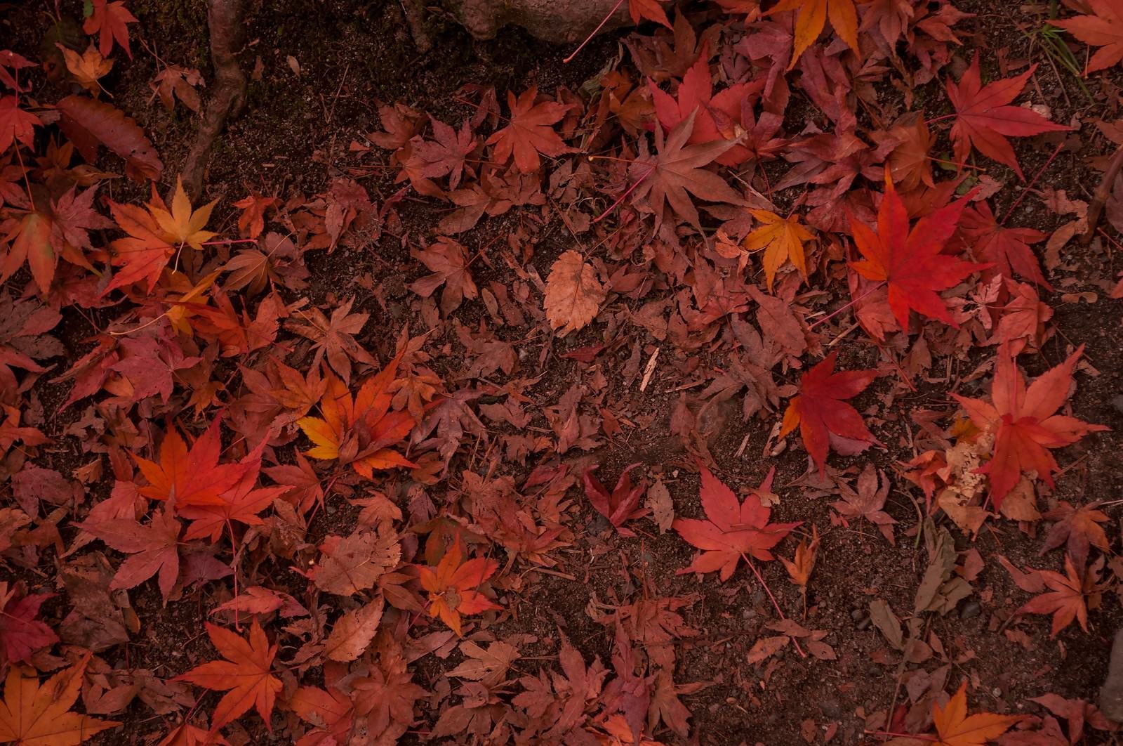 「赤朽葉」の写真