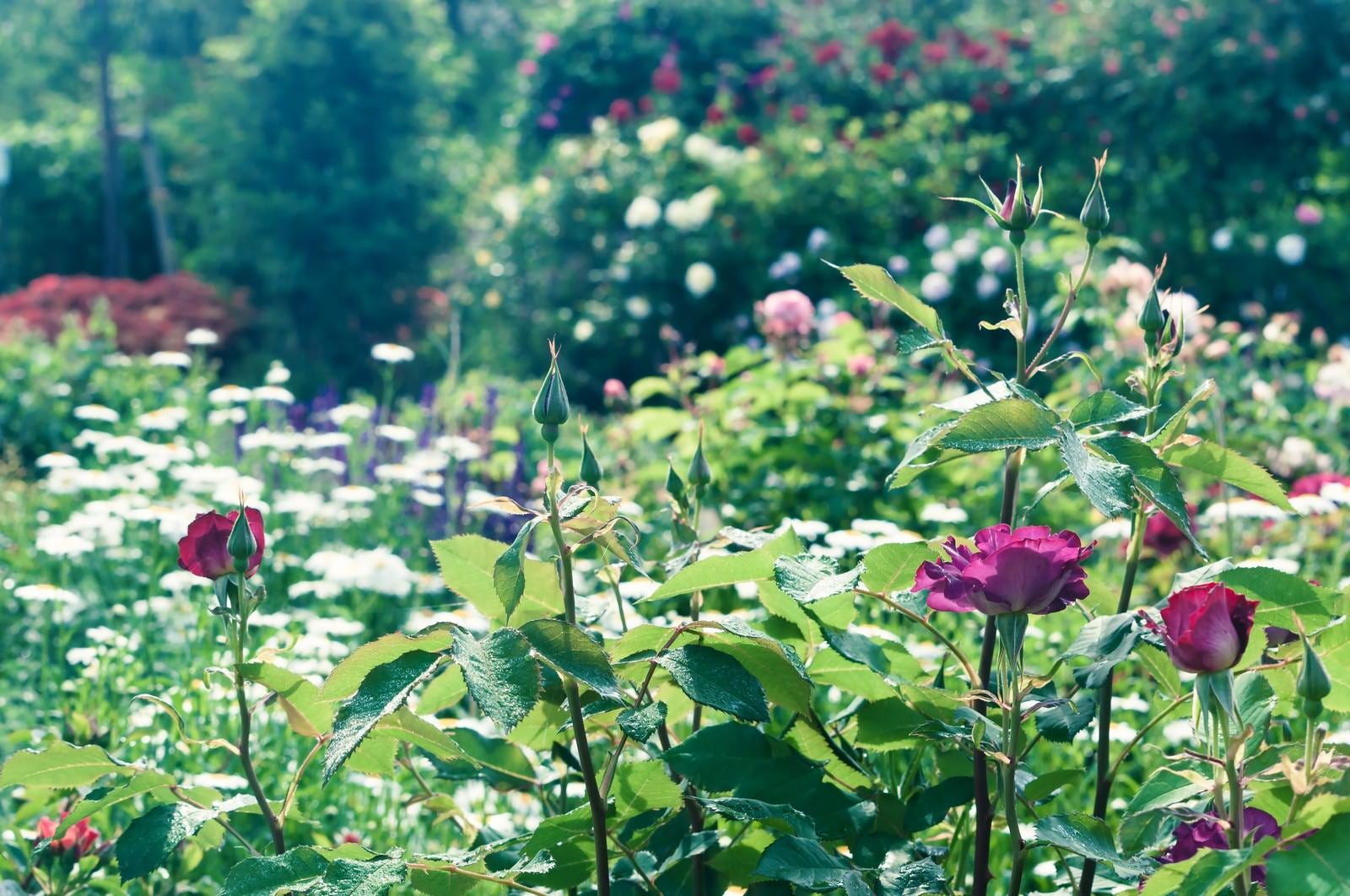 「薔薇の咲く庭」の写真