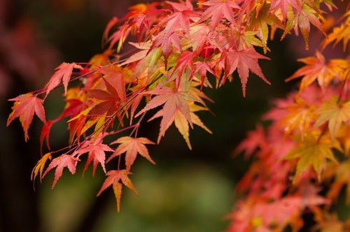 紅葉するイロハモミジの写真