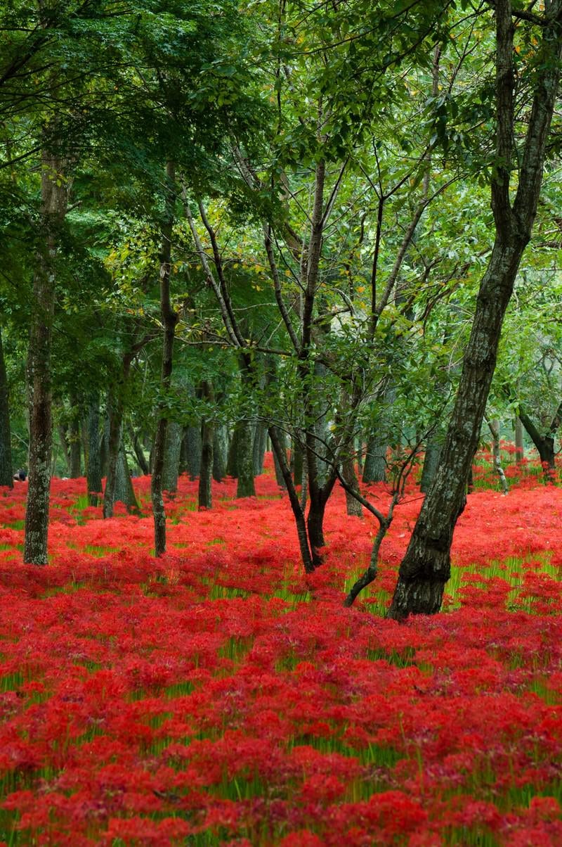 「巾着田に咲く曼珠沙華」の写真