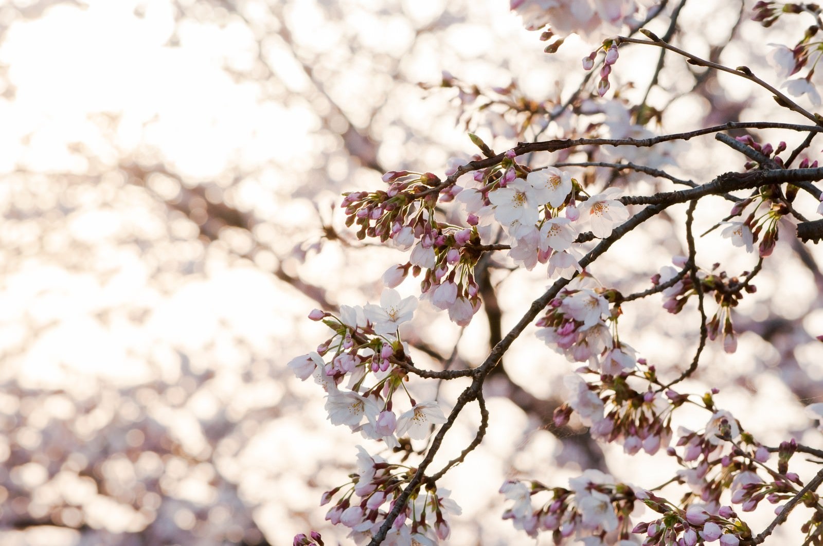 「朝日に照る桜」の写真