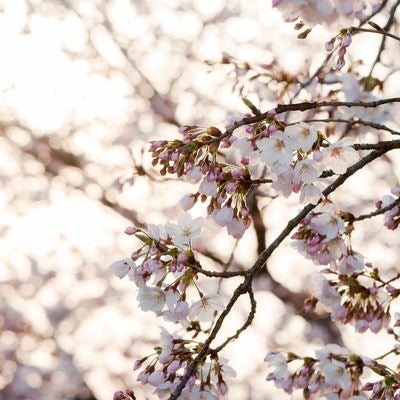朝日に照る桜の写真