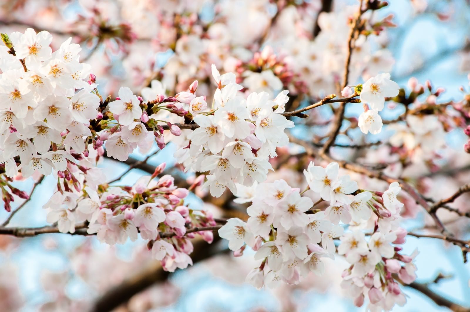 「花ひらく（桜）」の写真