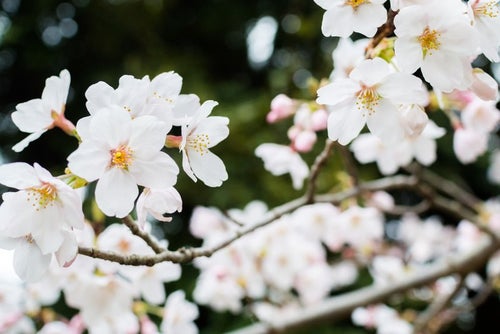 日陰に咲く桜の写真