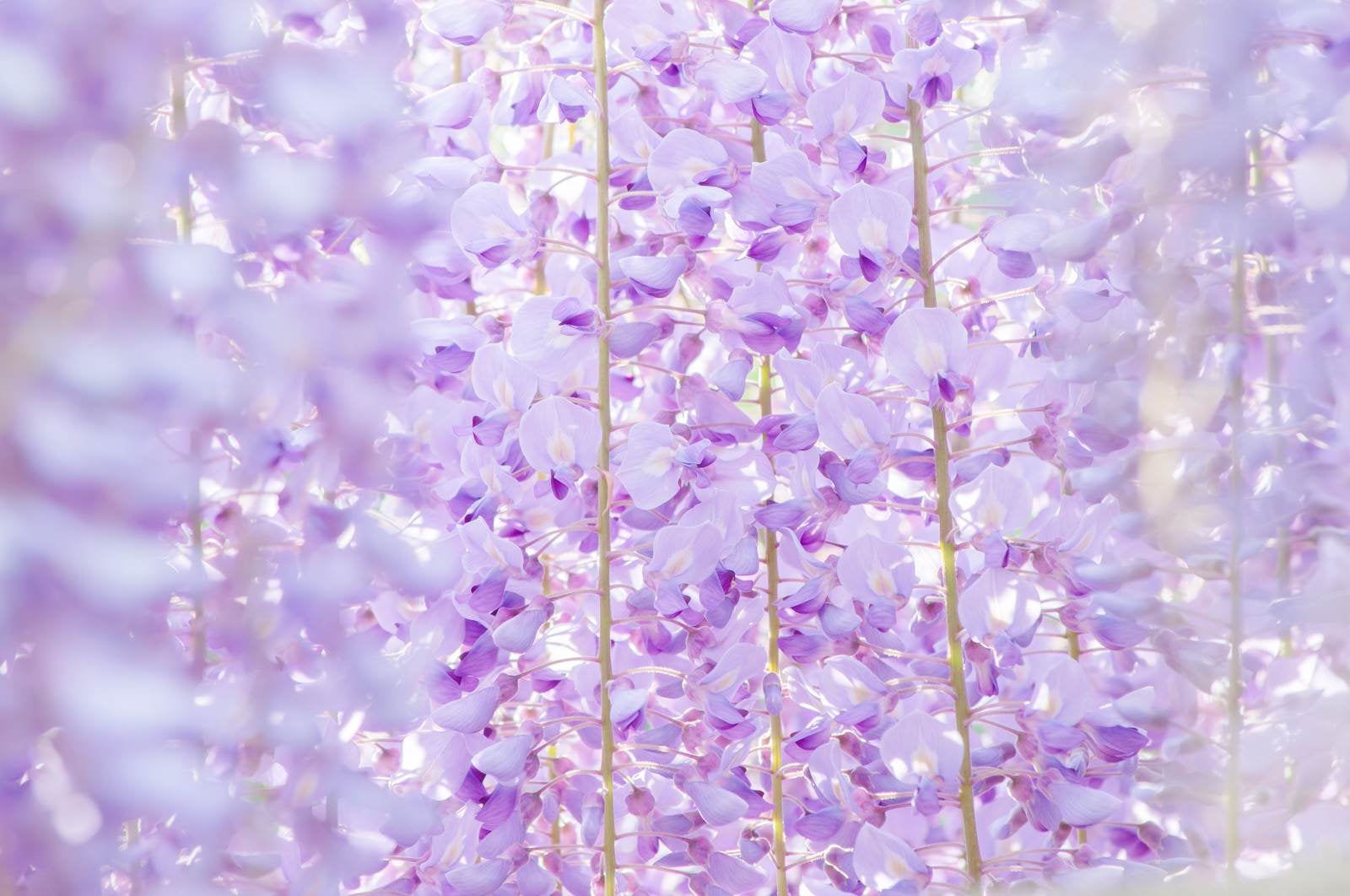 「藤の花のテクスチャ」の写真