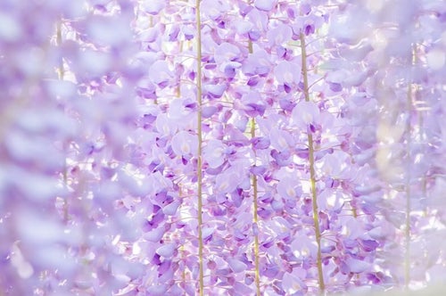 藤の花のテクスチャの写真
