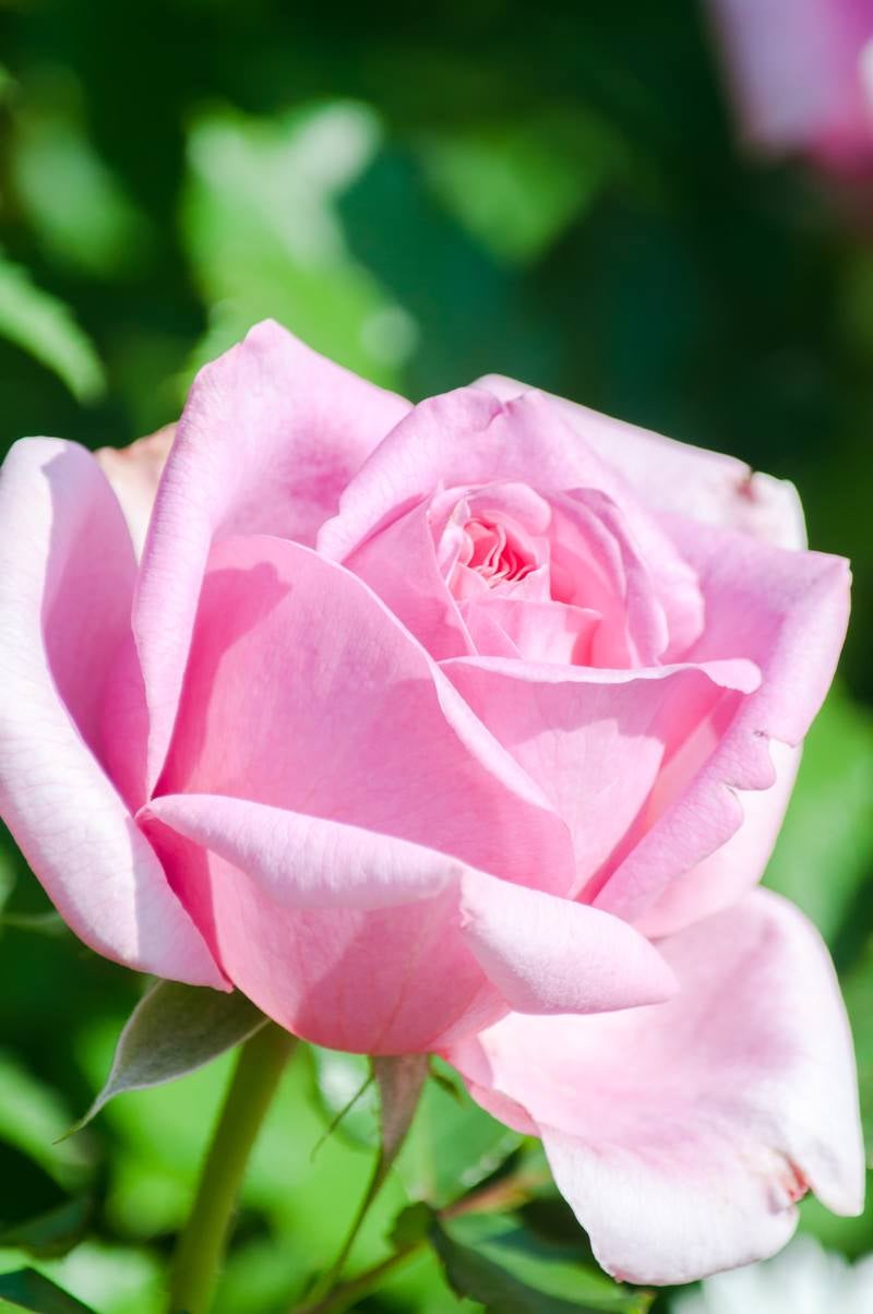 「桃色のバラ」の写真