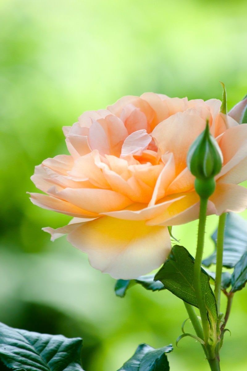 オレンジ色のバラの写真