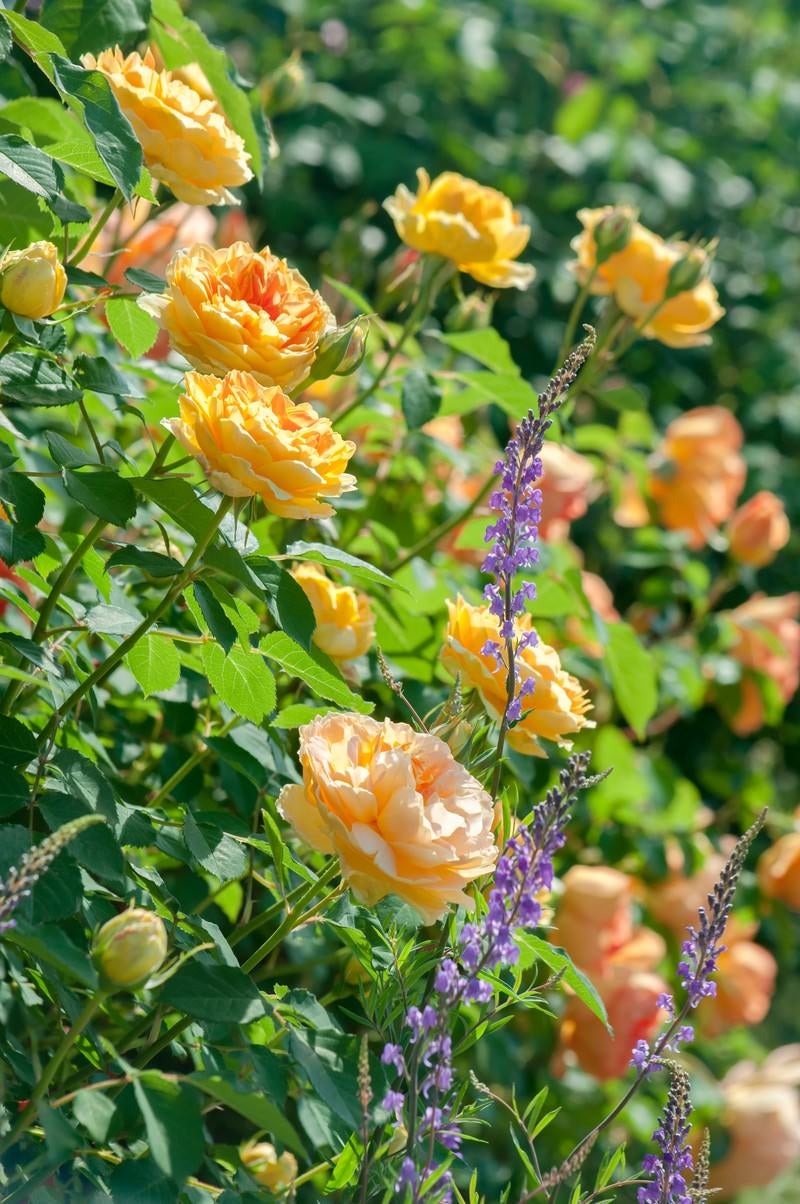 「黄色のバラとリナリア」の写真
