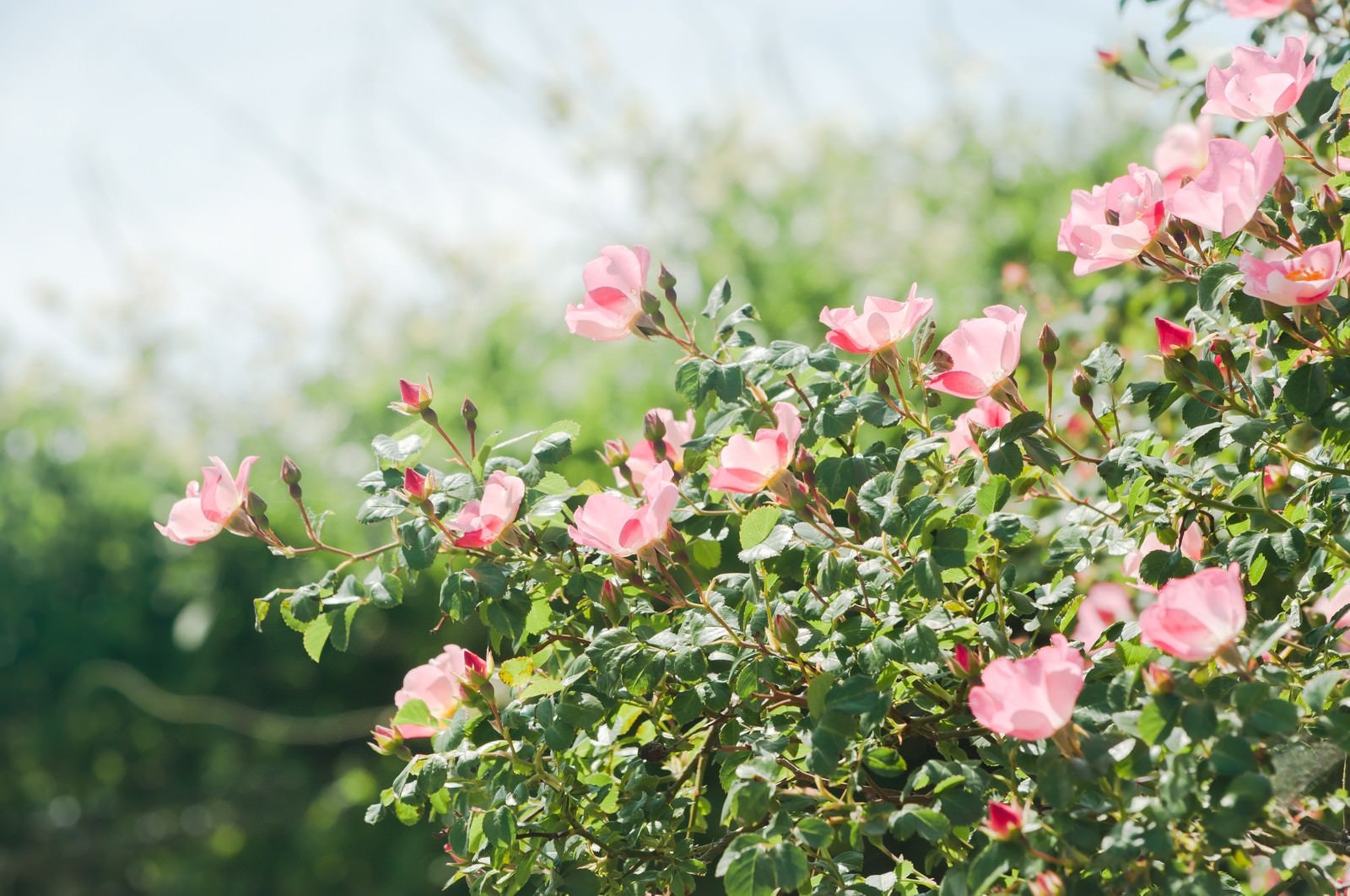 「空に向かって咲くピンクのバラ」の写真