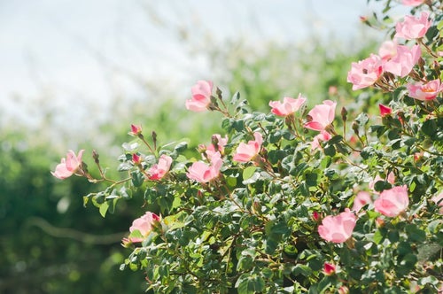 空に向かって咲くピンクのバラの写真