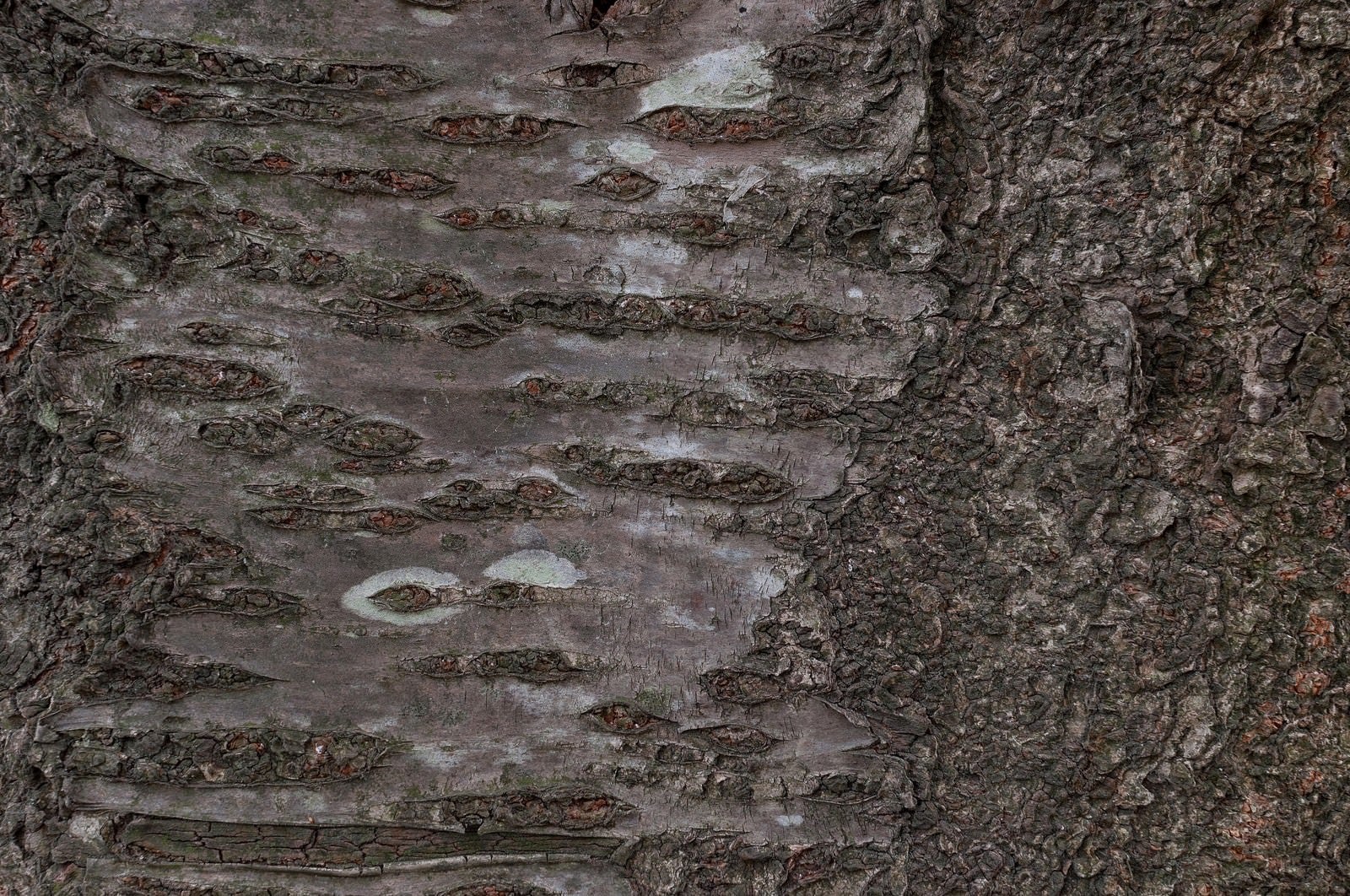 「樹皮（テクスチャー）」の写真