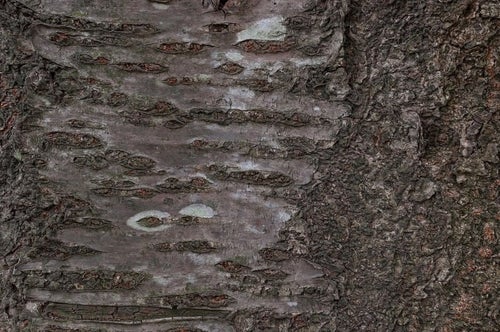 樹皮（テクスチャー）の写真