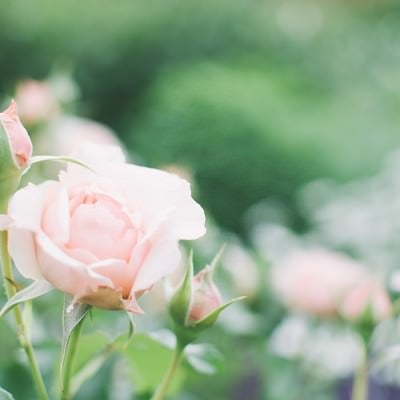 薄桃色の薔薇の写真